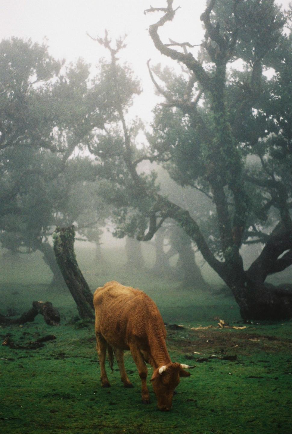 A brown cow grazes in a misty forest with gnarled trees.