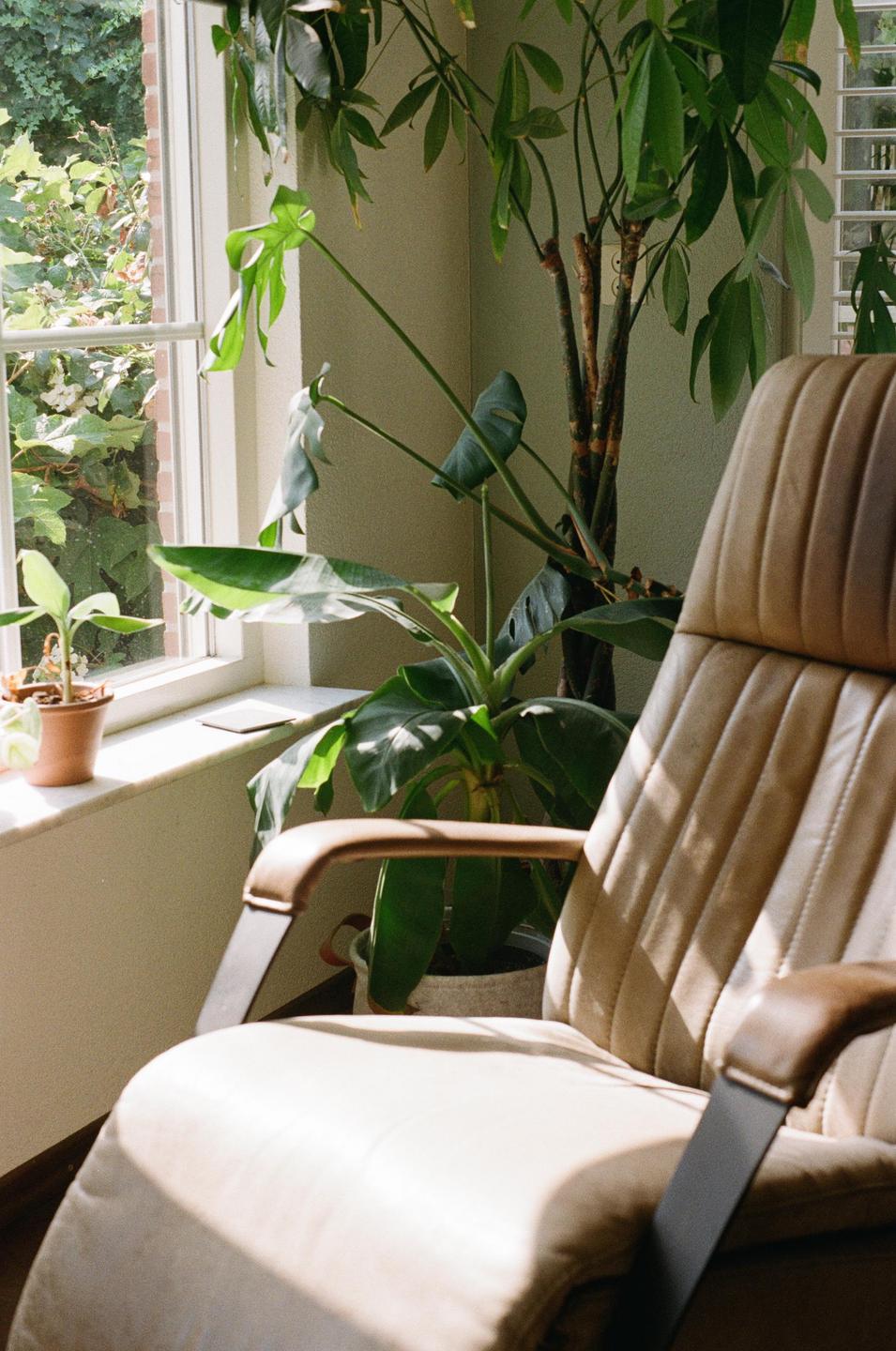 Sunlight streams through a window, illuminating a tan armchair and several potted plants.