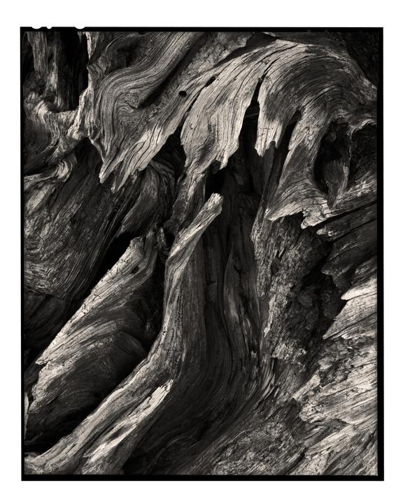 A close-up, black and white abstract photograph shows the gnarled and textured surface of wood.