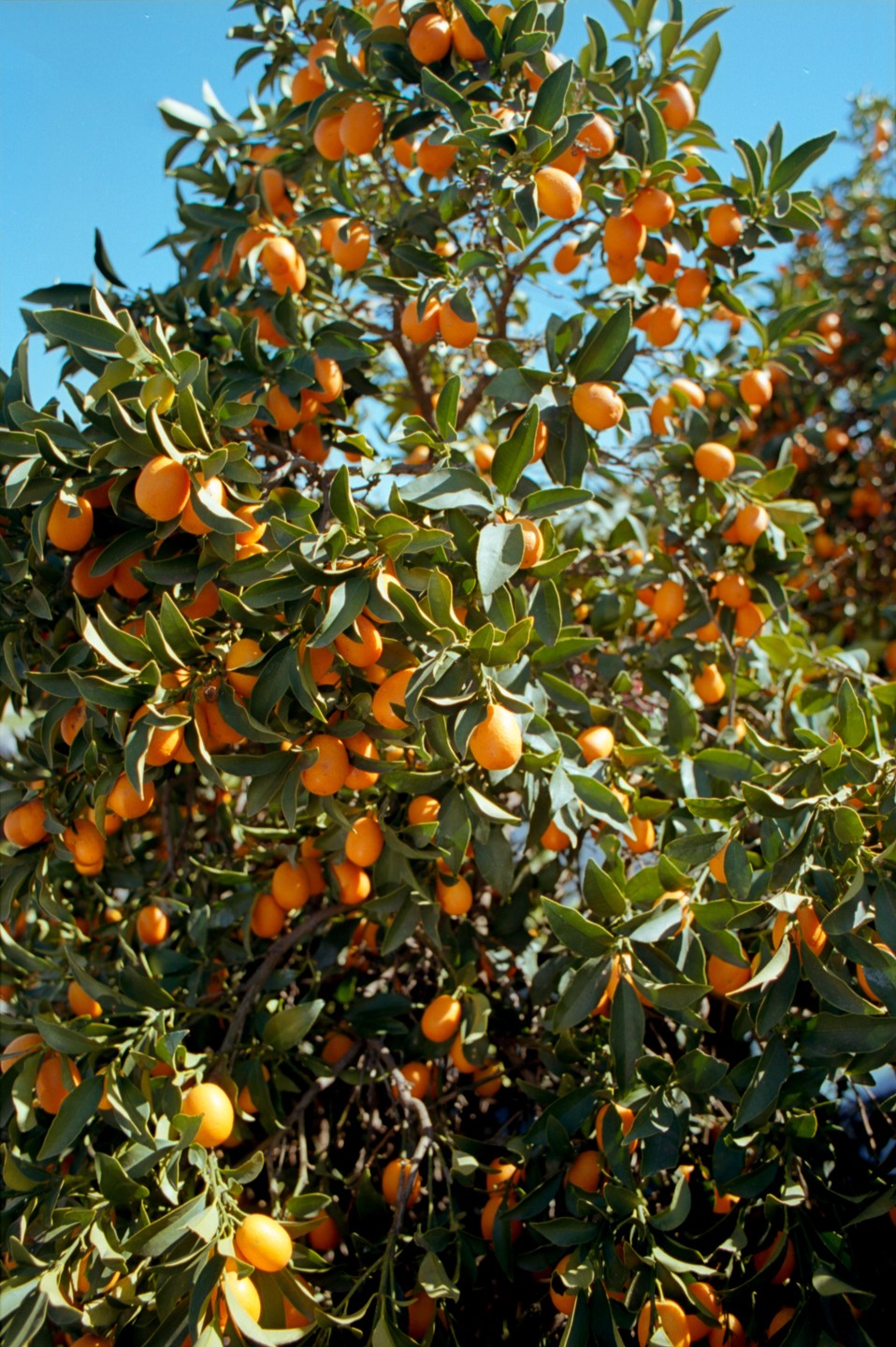 A tree laden with many small, oval, orange citrus fruits and green leaves is shown against a clear blue sky.