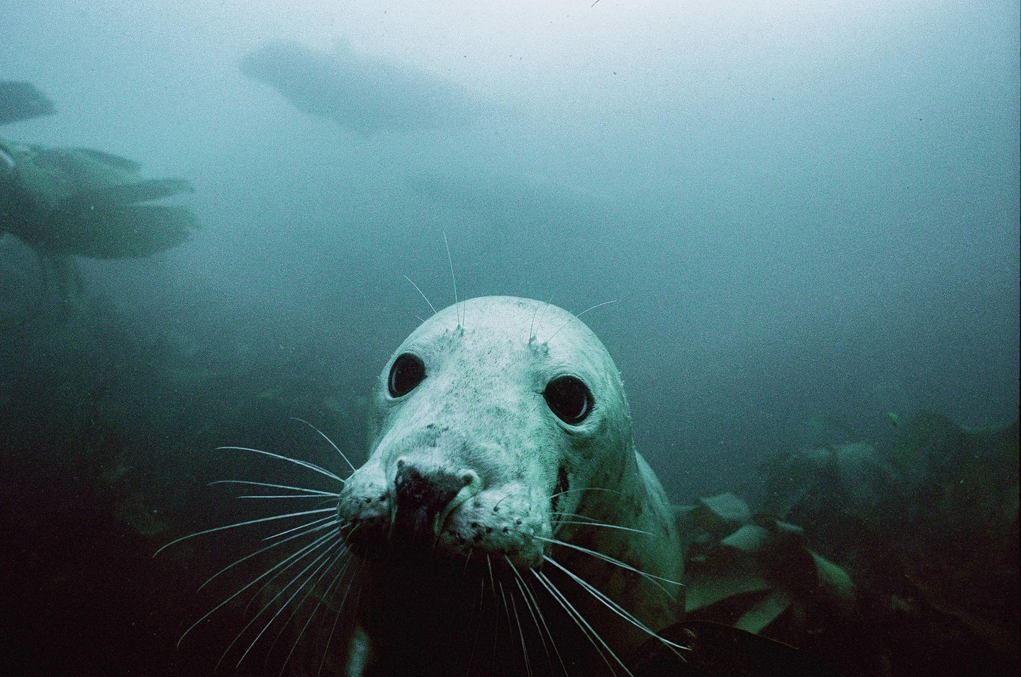 A seal with large eyes and whiskers looks directly at the camera underwater.