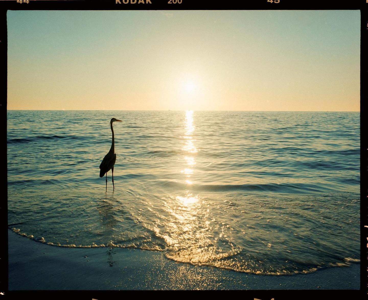 A bird stands in the shallow water of a beach at sunset.