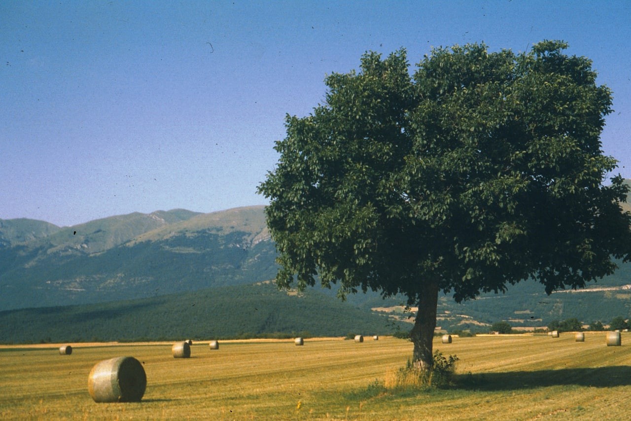 A large tree stands in a field with hay bales and mountains in the background.