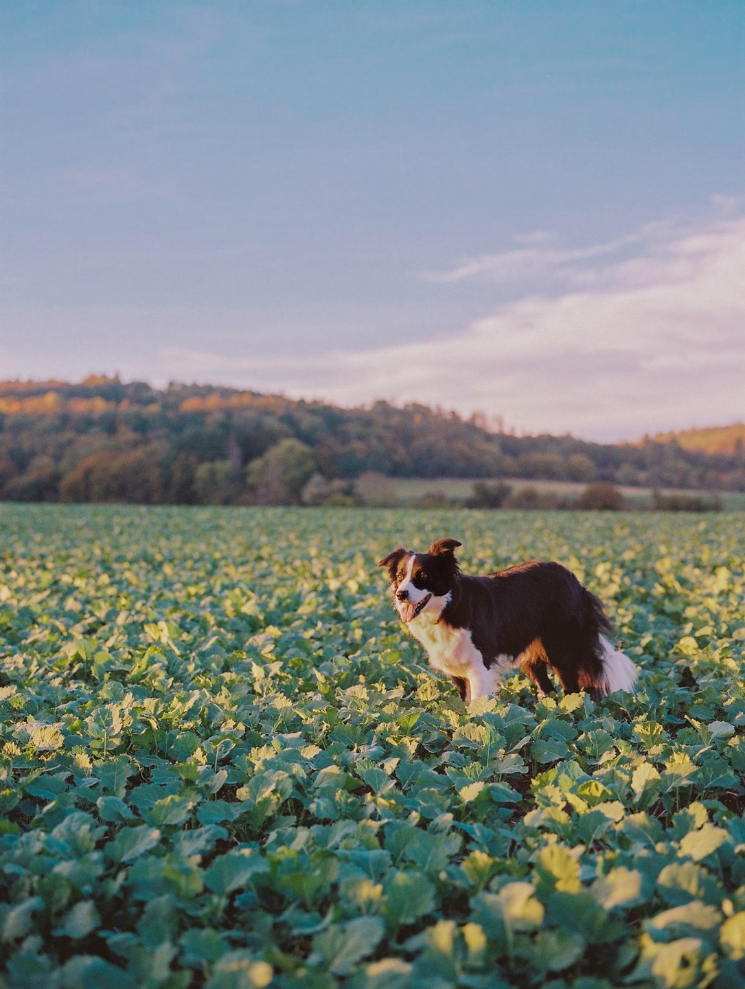 A border collie stands in a field of green plants with a forested hill in the background.