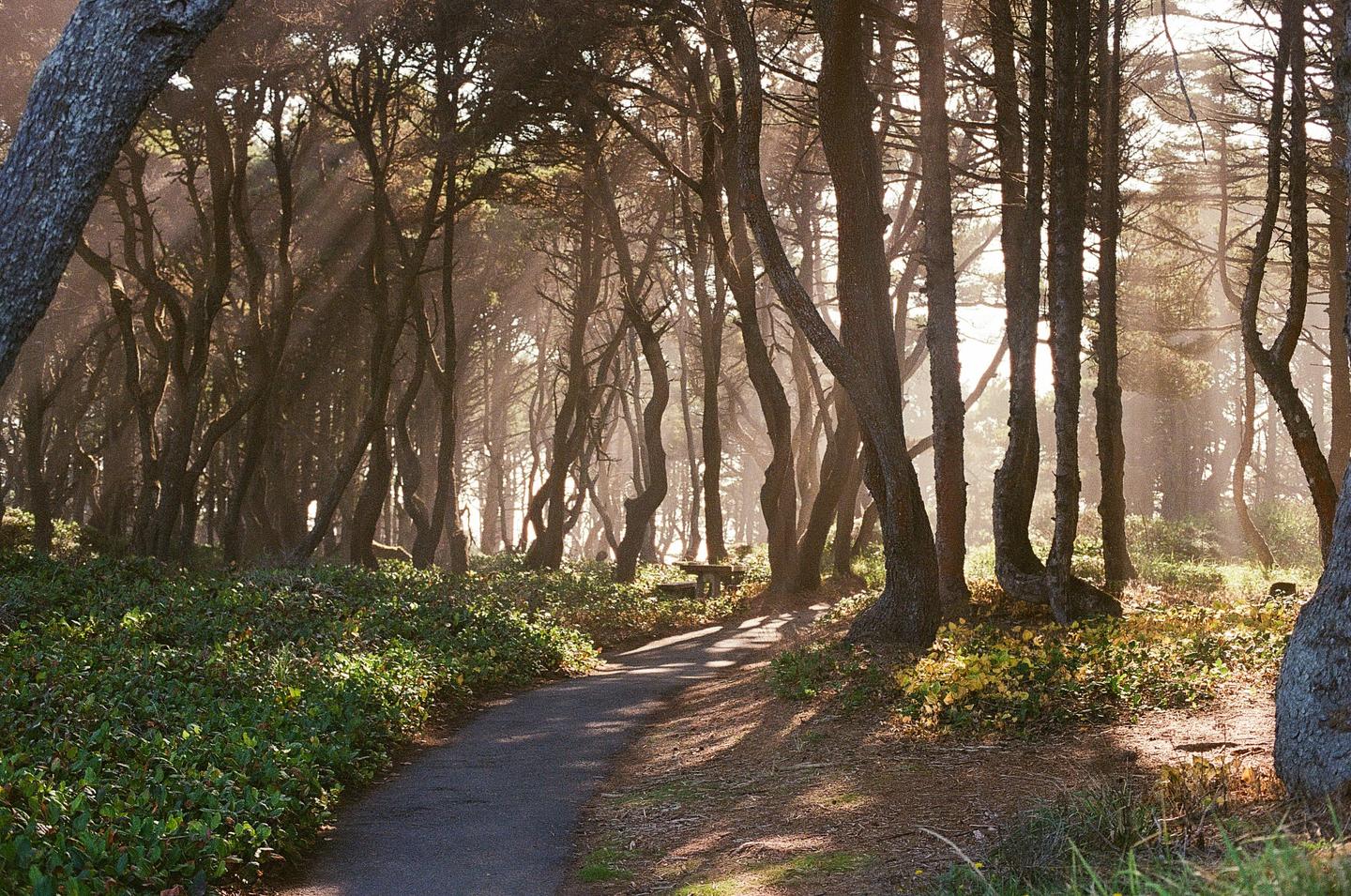 A path leads through a forest with sunbeams shining through the trees.