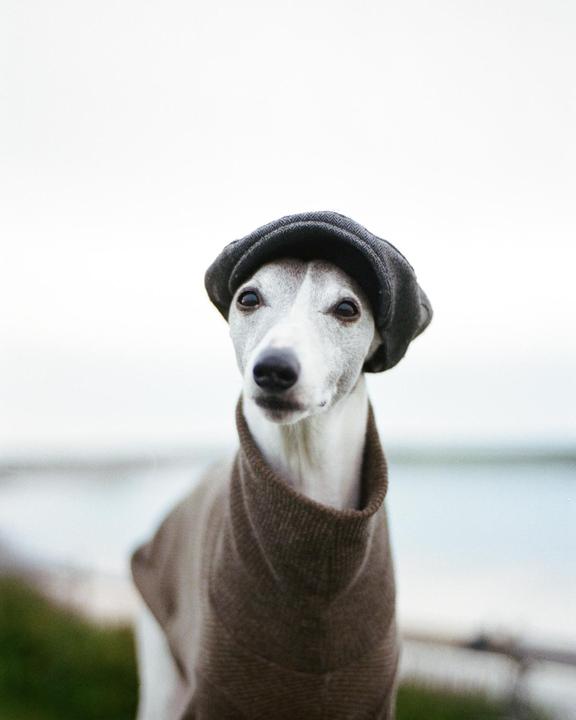 A dog wearing a sweater and a cap looks directly at the viewer.