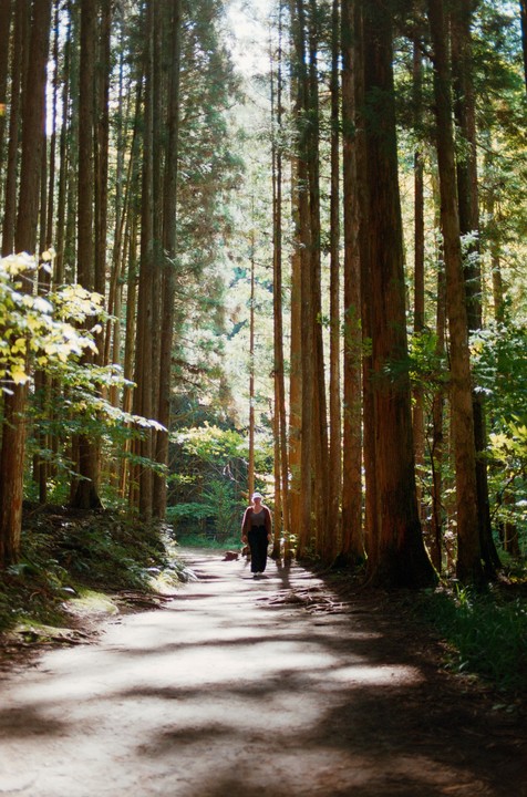 A woman walks along a sun-dappled path through a tall forest.