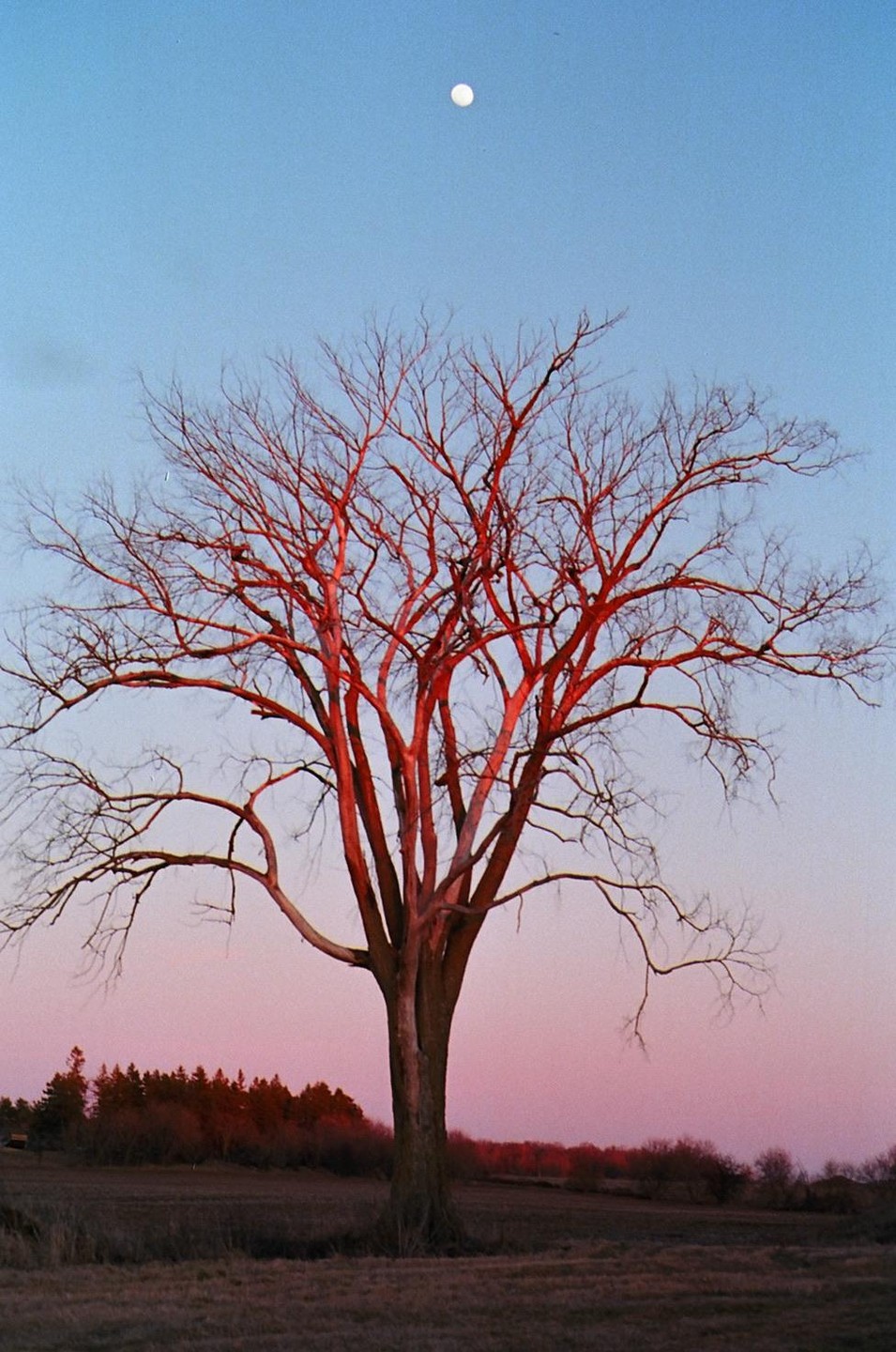 A full moon hangs in a clear sky above a bare tree with branches illuminated by a red glow, standing in a field at dusk.
