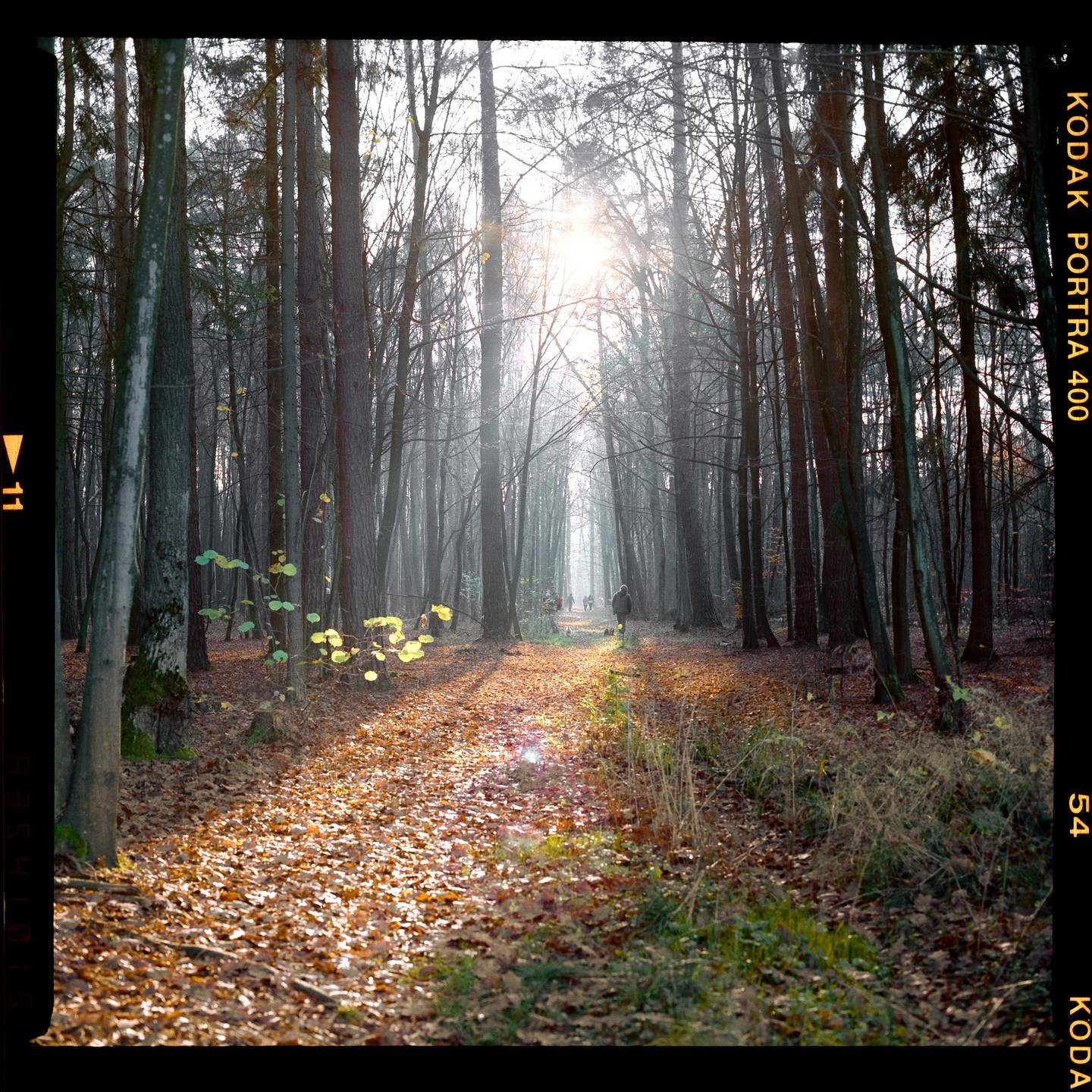 A person walks a dog on a path covered in autumn leaves through a forest with the sun shining brightly through the trees.