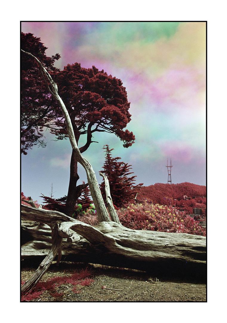 Strawberry Hill, San Francisco | Infrared Trichrome | Leica CL | 40mm f/2.0 Summicron-C | Rollei IR 400, shot on LEICA CL