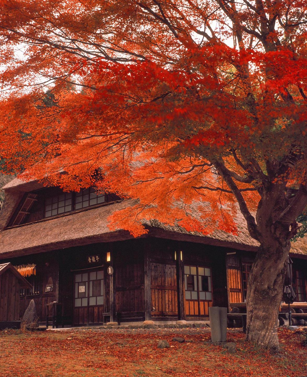 A traditional Japanese house with a thatched roof is surrounded by a tree with vibrant red autumn foliage.