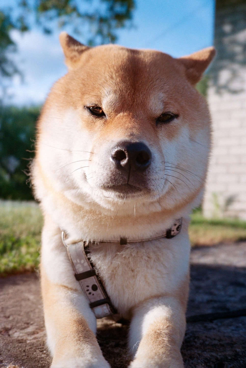 A shiba inu with a harness lies on the ground looking at the viewer.