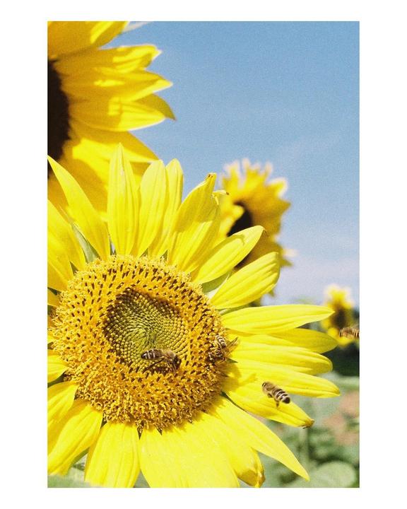Several bees are visible on a large sunflower with a bright blue sky in the background.