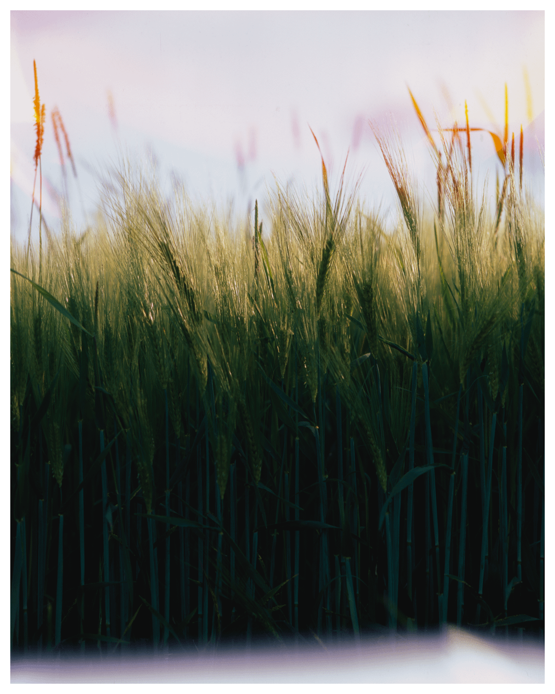 A field of wheat is backlit by the sun.