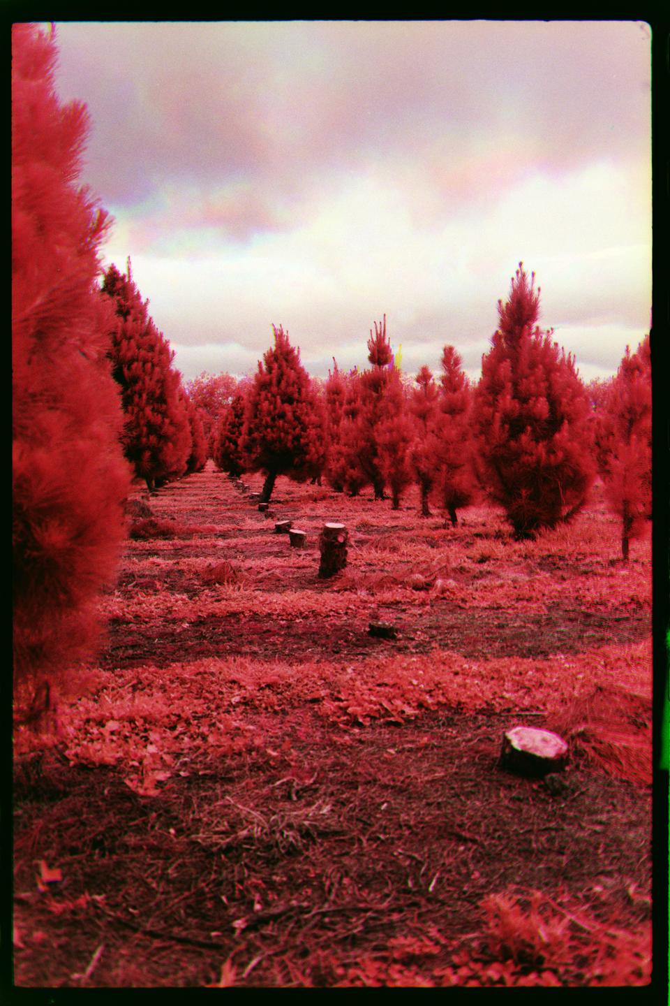 A field of red pine trees stands under a cloudy sky.