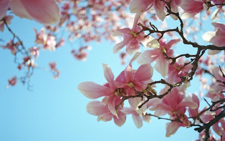 Pink magnolia blossoms are in full bloom against a clear blue sky.