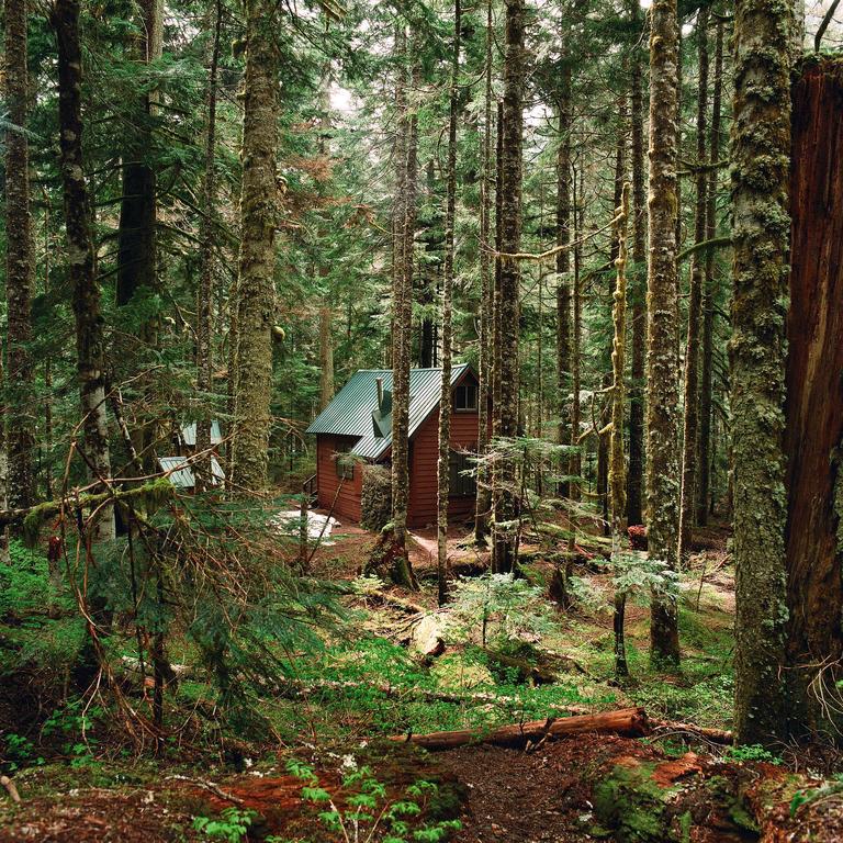 A small cabin with a green roof is nestled among tall trees in a dense forest.