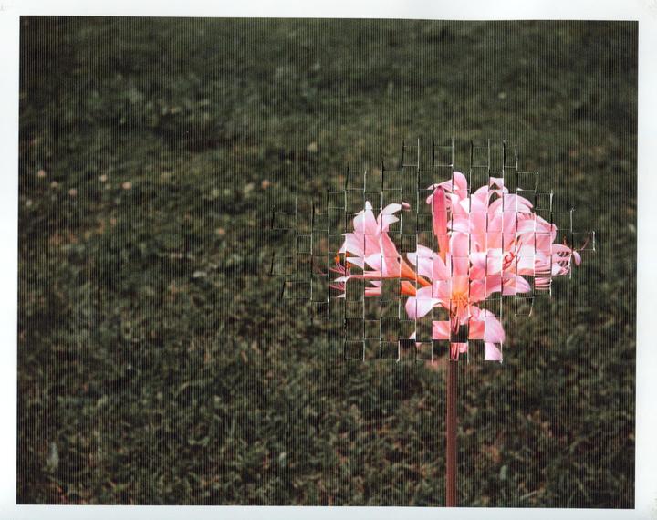 A pink flower is woven into a background of green grass.