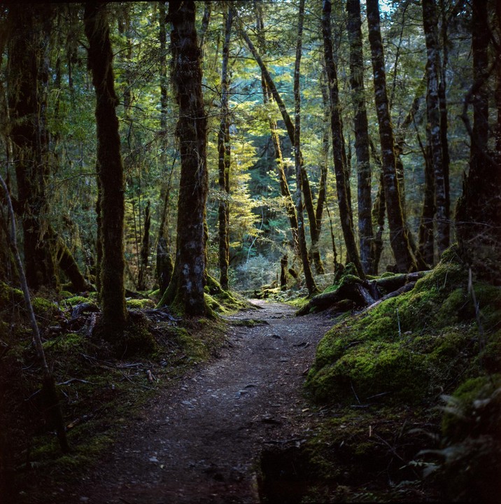 A narrow path winds through a dense forest with moss-covered trees and sunlit foliage in the distance.