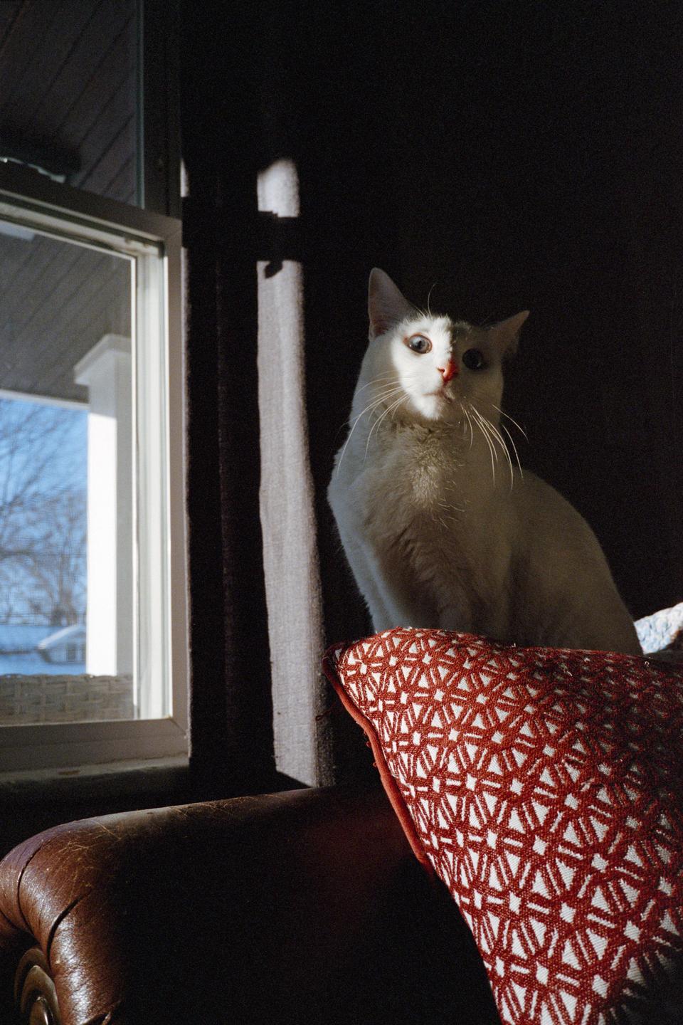 A white cat sits on a patterned cushion next to a window, with sunlight illuminating its face.