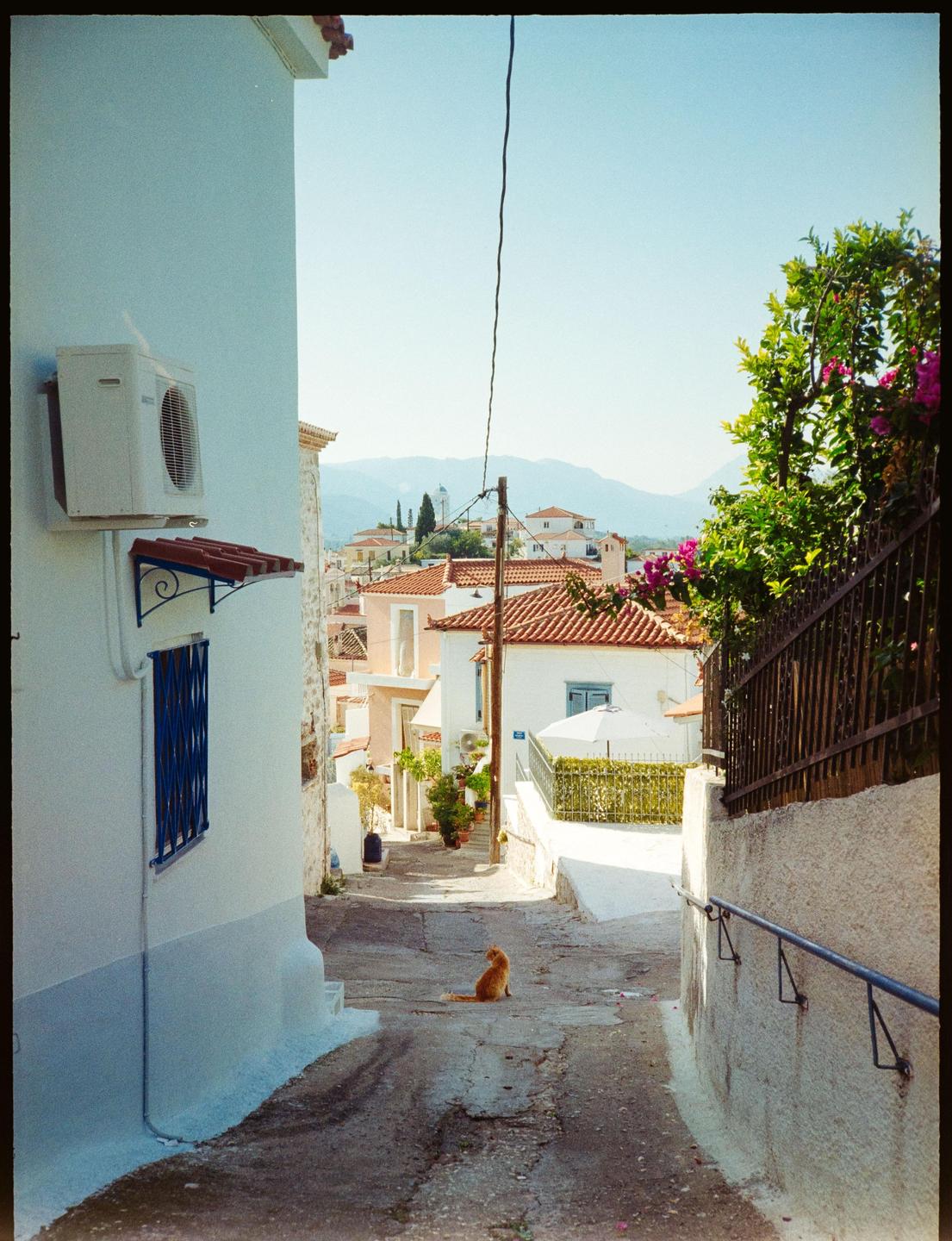 A cat sits in the middle of a narrow street in a village with white buildings and red tile roofs.