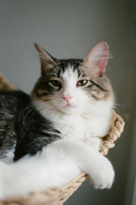A fluffy cat with green eyes and a pink nose is looking directly at the viewer.