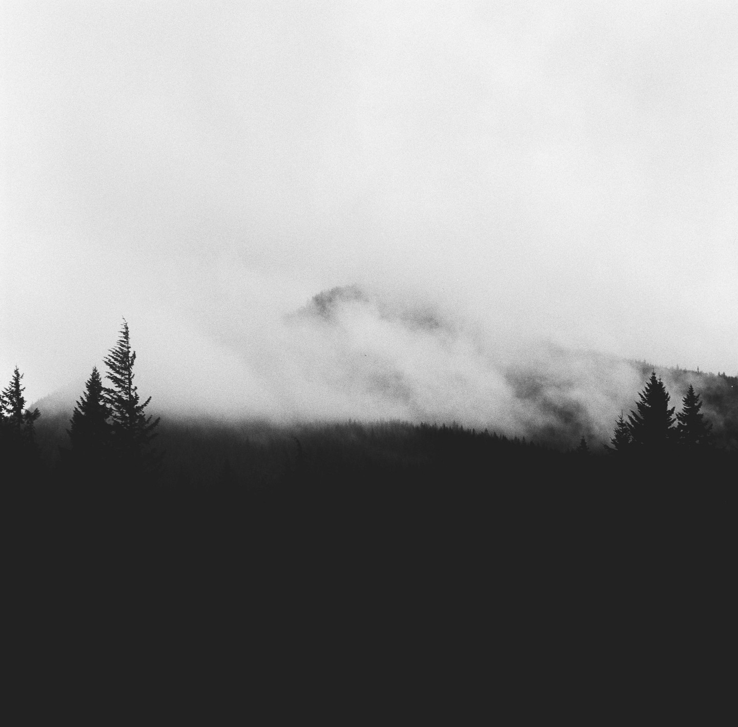 A dense forest of pine trees is shrouded in fog with a mountain peak visible in the distance.
