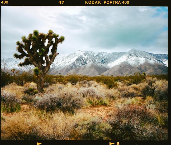 A joshua tree stands in a desert landscape with snow-capped mountains in the background.