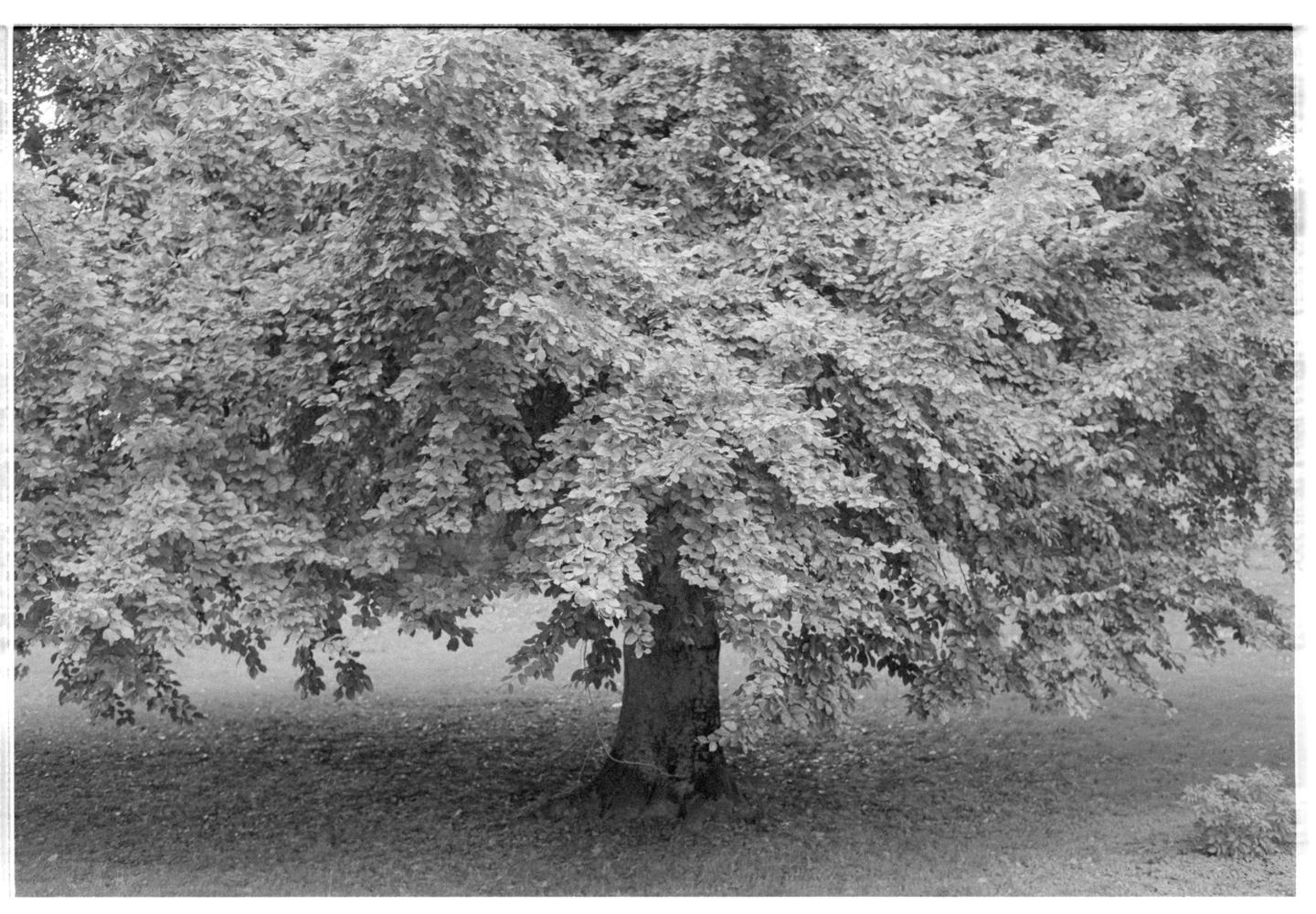 A large tree with a thick canopy of leaves stands in a grassy area.