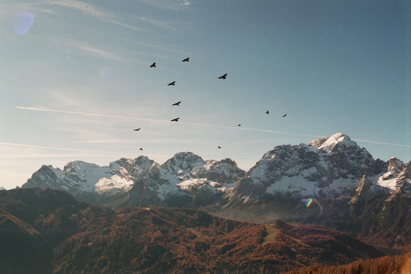 A flock of birds flies over snow-capped mountains and a forest with autumn foliage.