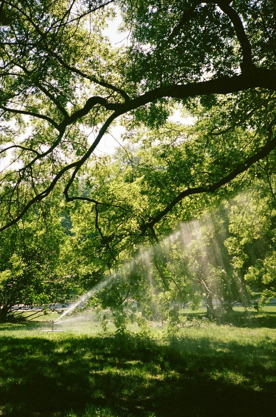 Sunlight streams through the leaves of a large tree onto a sprinkler watering a grassy area.