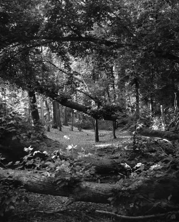 Sunlight filters through the canopy of a forest, illuminating fallen logs and undergrowth.