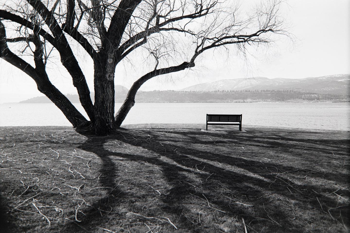 A large tree with bare branches casts long shadows across a grassy area next to a body of water with a bench and mountains in the distance.