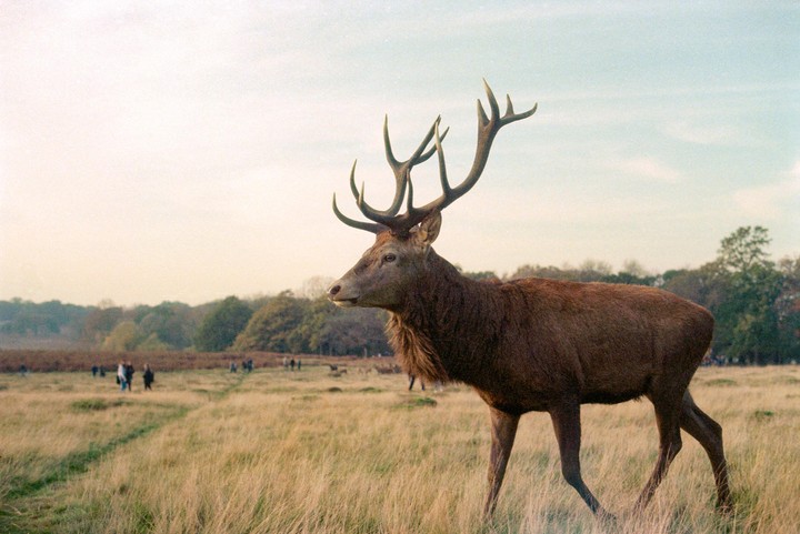 A deer with large antlers stands in a field of dry grass with trees and people in the background.