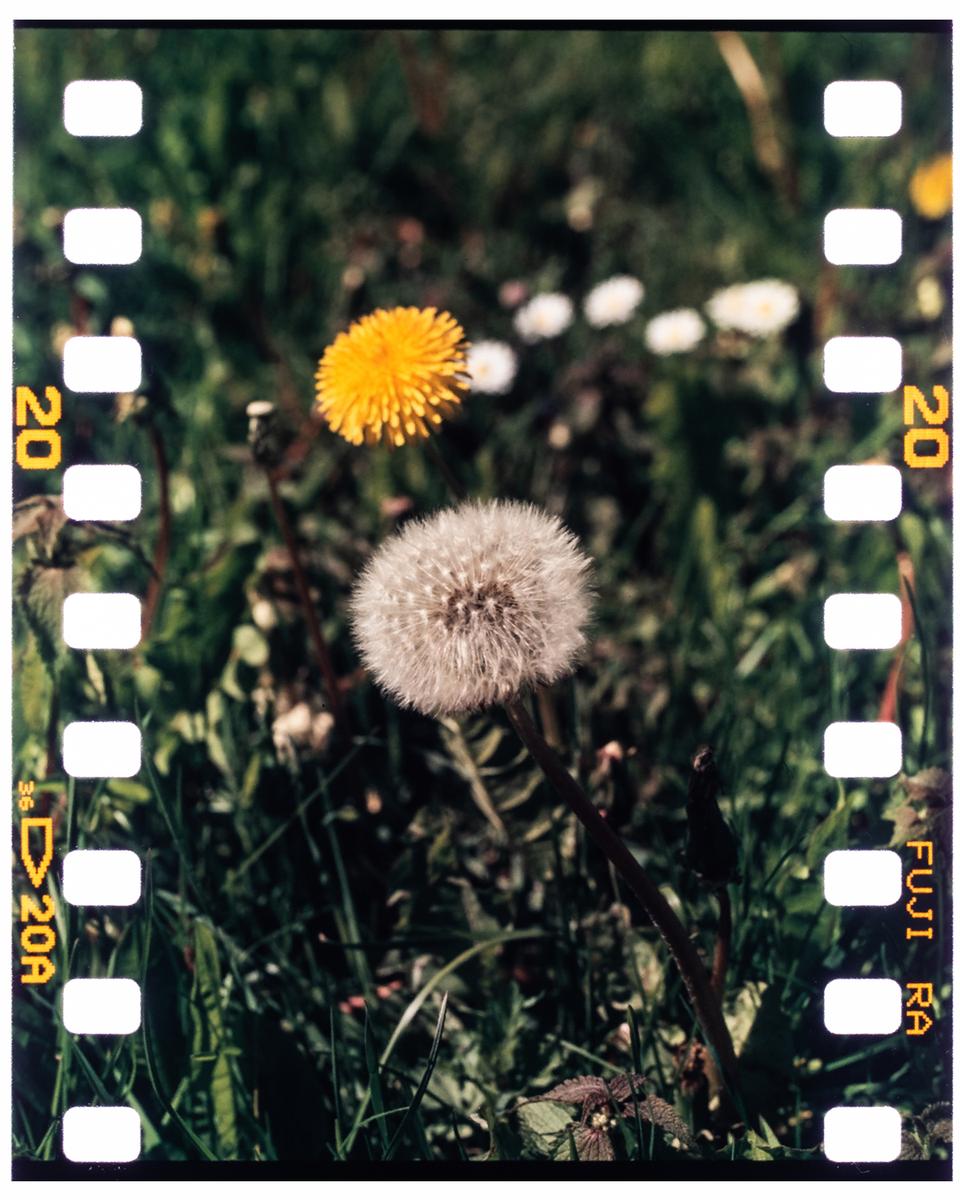 A dandelion in seed and a yellow dandelion in bloom are visible in a field of green grass.