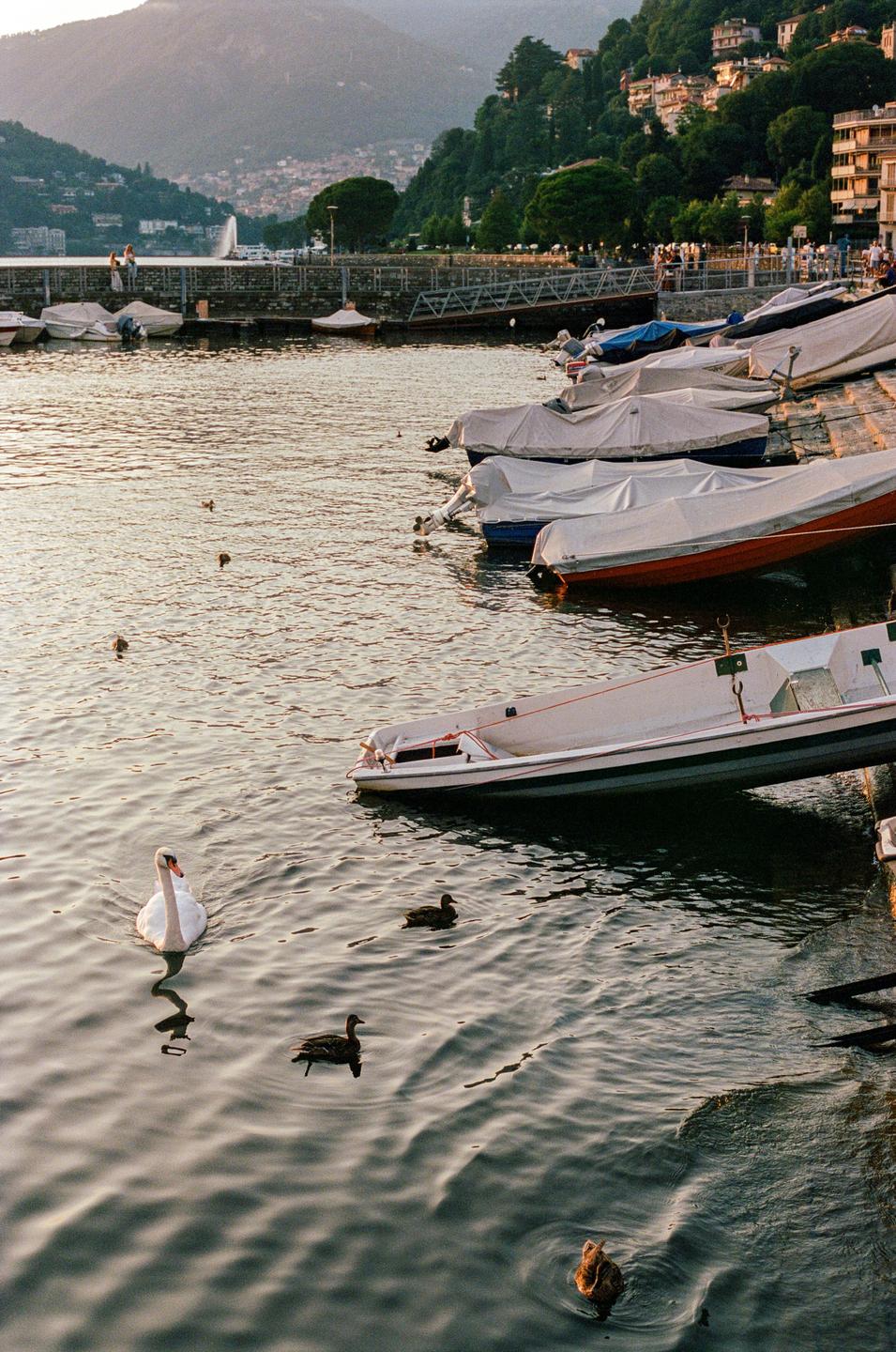 A swan and ducks swim in a lake next to boats docked along a shore with a town and mountains in the background.