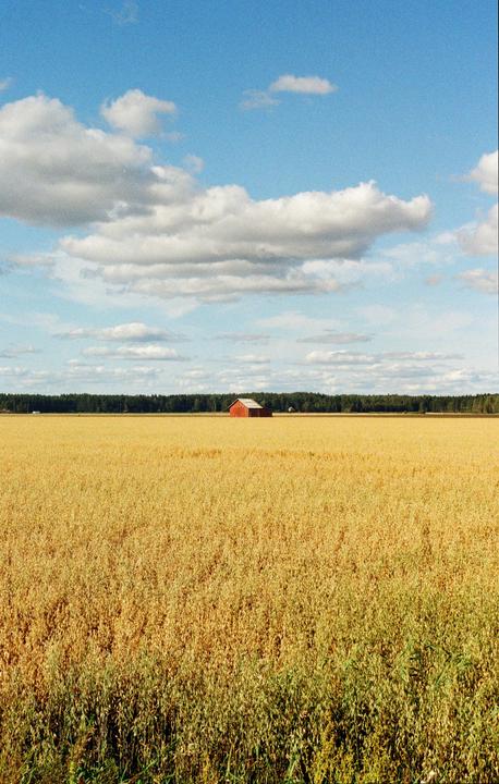 A red barn stands in a golden wheat field under a blue sky with clouds.