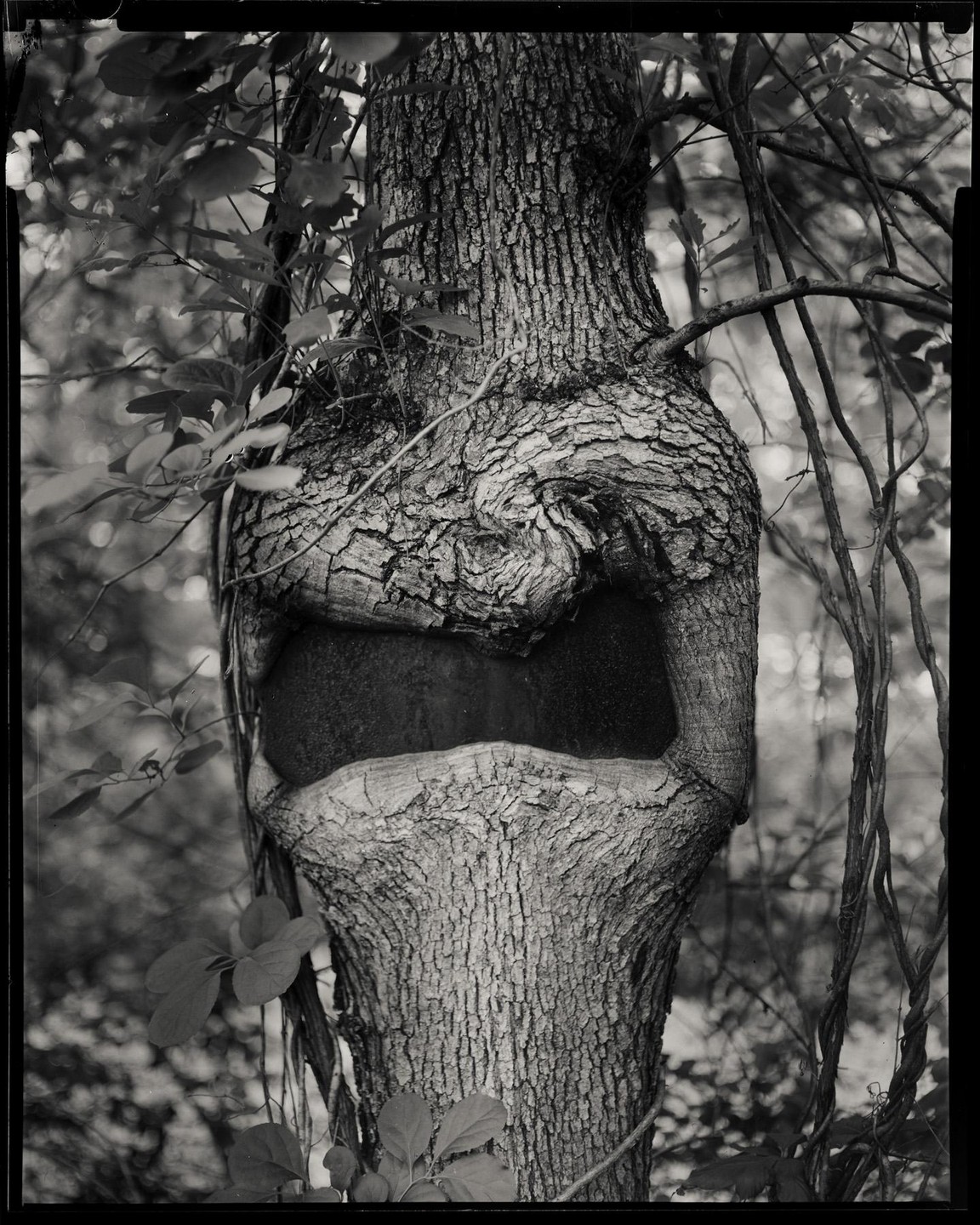 A tree trunk with a large hollow opening in the middle is surrounded by foliage.