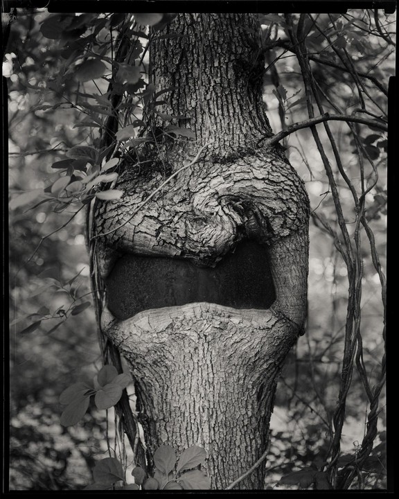 A tree trunk with a large hollow opening in the middle is surrounded by foliage.