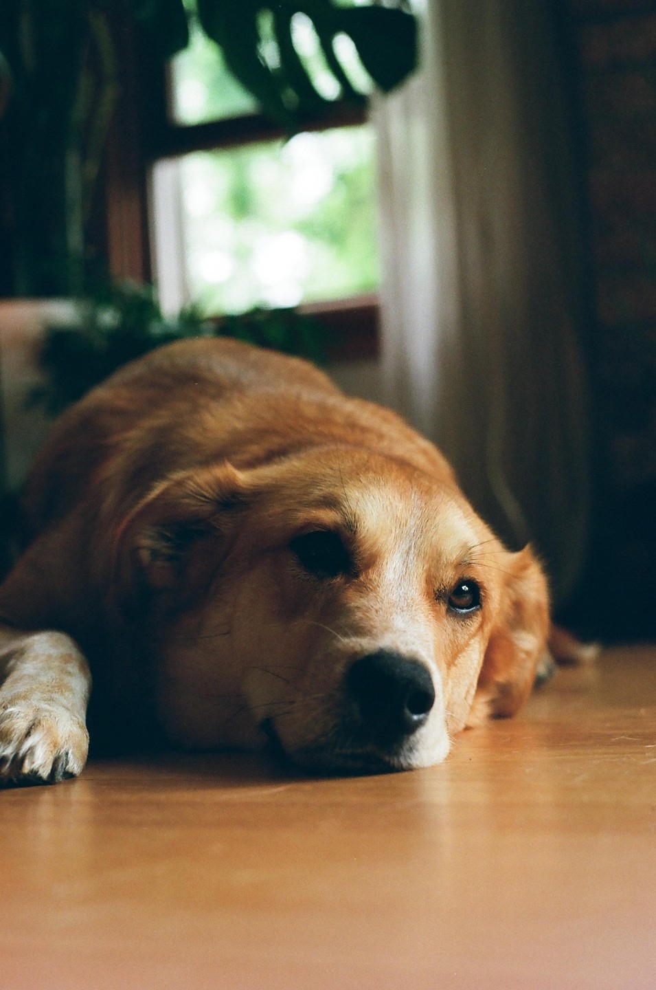 A brown and white dog rests its head on a wooden floor, looking towards the viewer with a window and green foliage in the background.