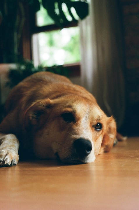 A brown and white dog rests its head on a wooden floor, looking towards the viewer with a window and green foliage in the background.