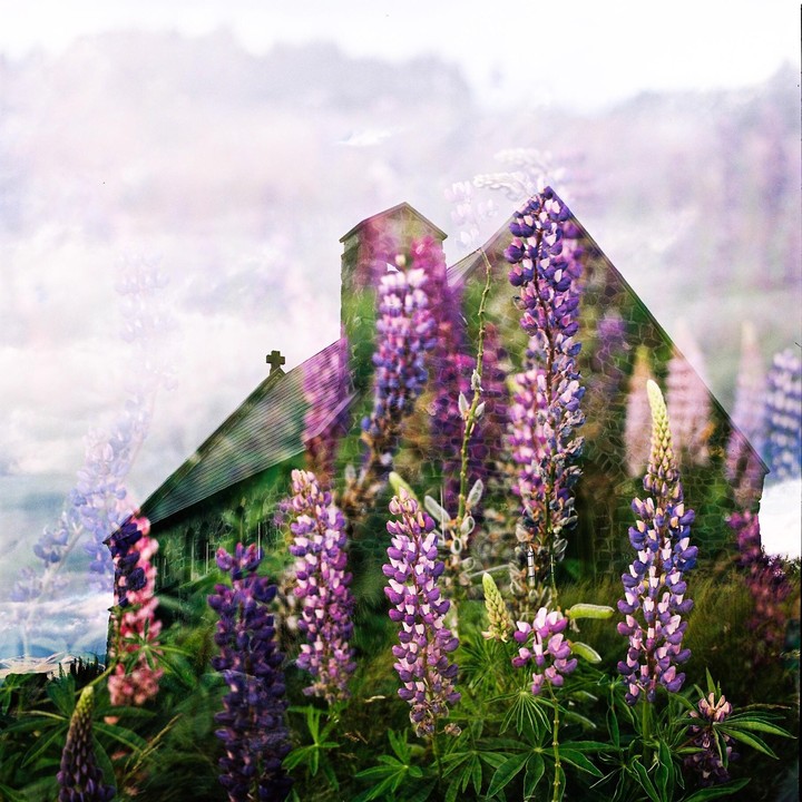 A double exposure shows a church behind purple lupine flowers.