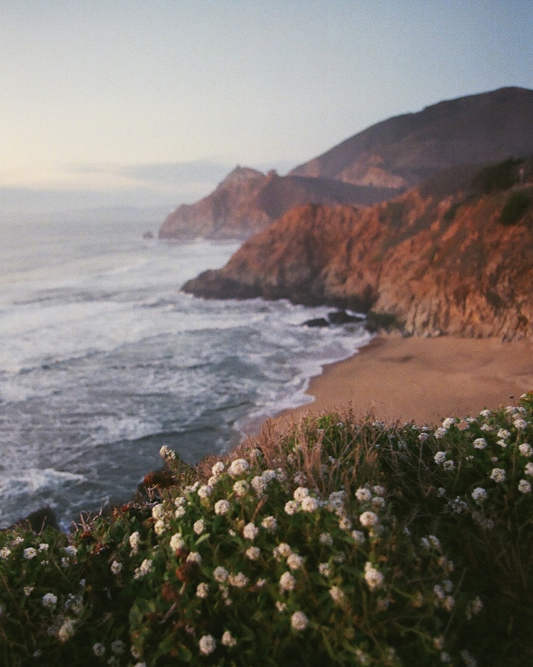 White flowers grow on a cliff overlooking a beach and the ocean at dusk.