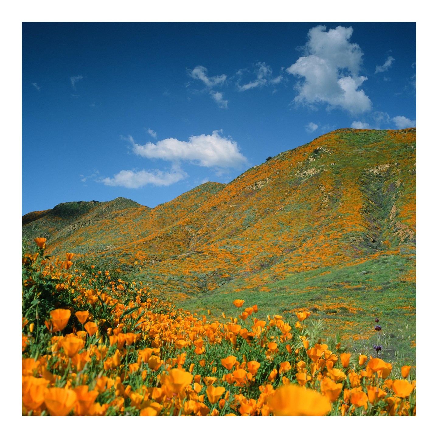 A hillside is covered in orange poppies under a blue sky with white clouds.