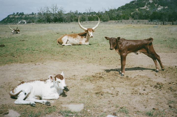Three cows and two calves are in a field with a hill in the background.
