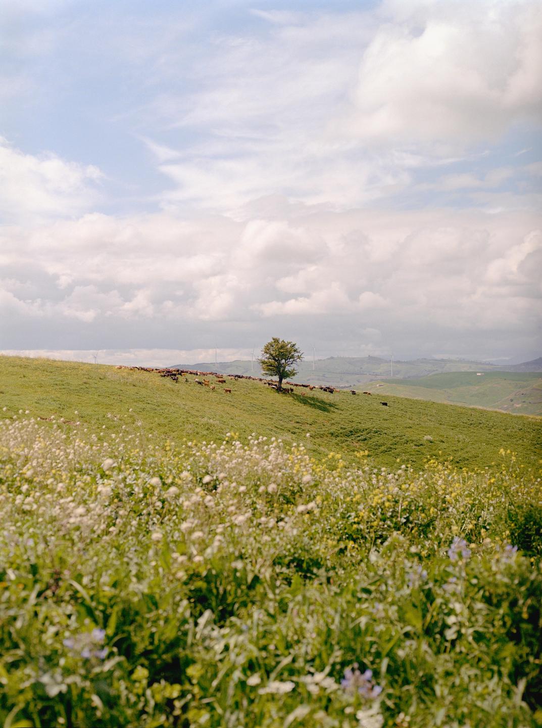 A lone tree stands on a grassy hill with cattle grazing nearby under a cloudy sky.