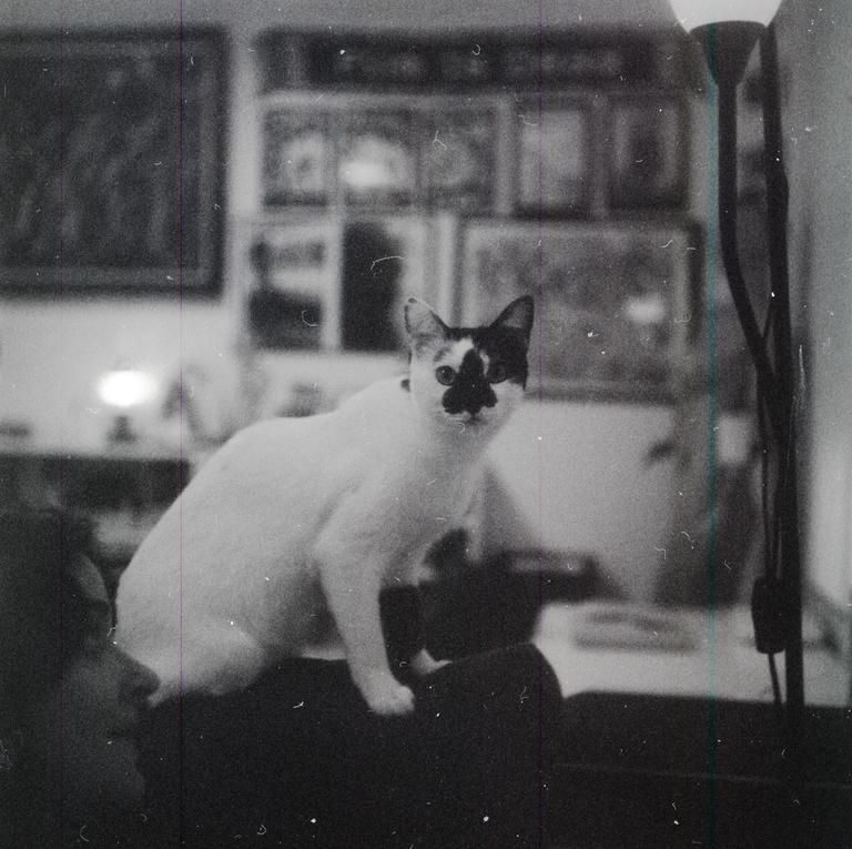 A black and white cat with a black patch over its nose and one eye sits on a dark surface, looking directly at the viewer.