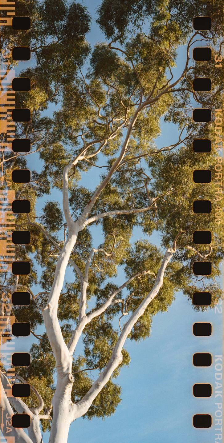 A large tree with light-colored bark and green leaves stands against a clear blue sky.
