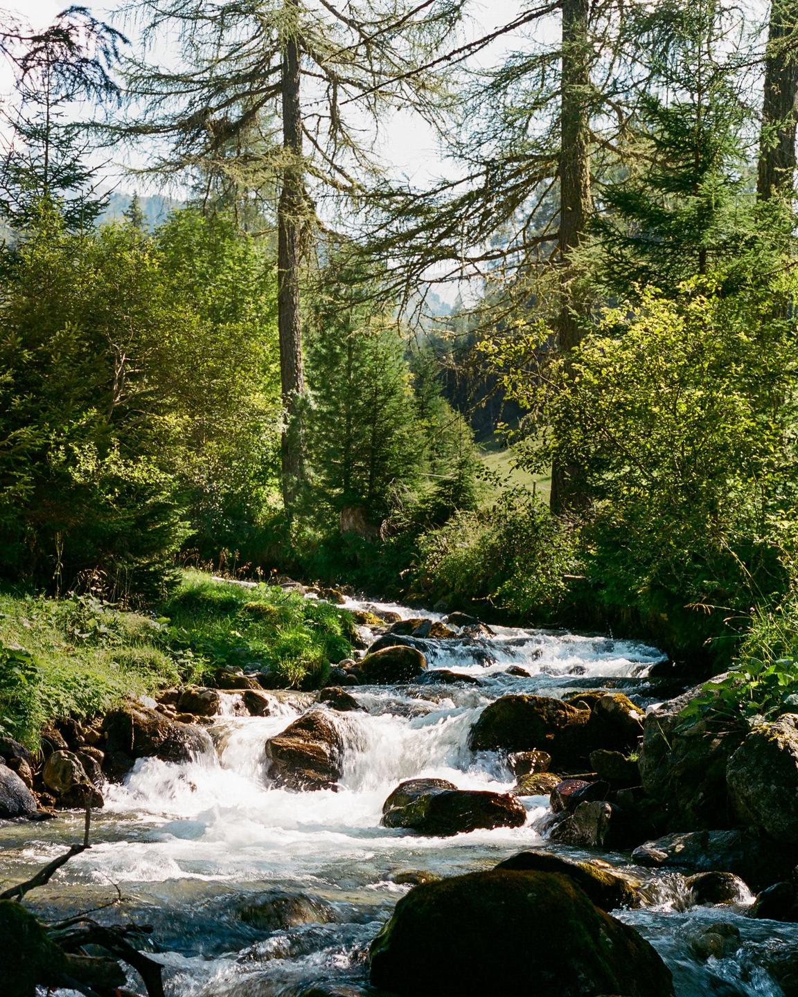 A rocky river flows through a lush green forest with tall trees.