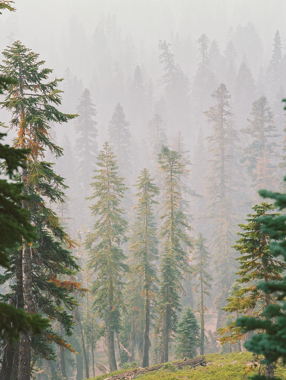 A dense forest of tall pine trees is shrouded in a thick haze.